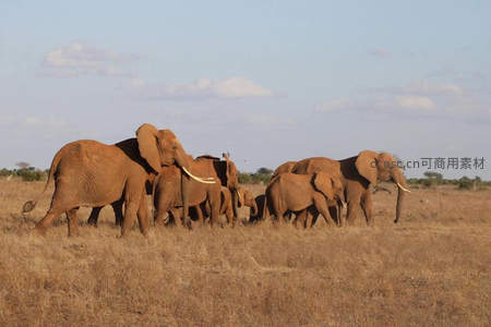象群漫步草原沐浴金色夕阳余晖