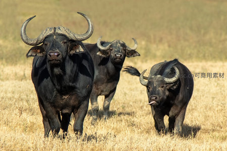 草原上的非洲水牛群正向镜头走来