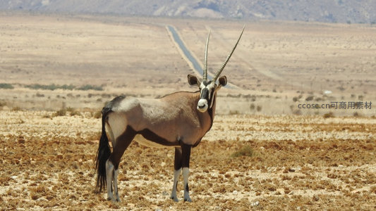 羚羊伫立沙漠中