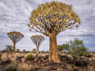 箭袋树傲立风中