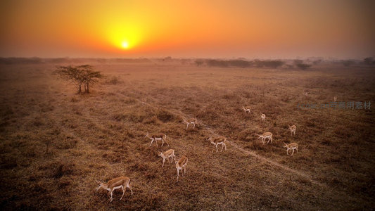 夕阳下草原鹿群悠然漫步