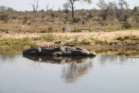 水边巨鳄静卧，草原倒影如画