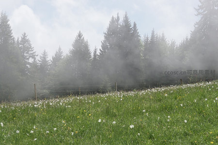 薄雾笼罩的高山草甸，野花盛开与松林若隐若现