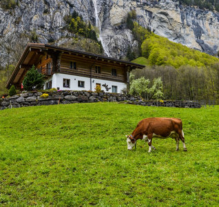阿尔卑斯牧场，奶牛悠然吃草，木屋静立山间