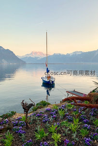 晨曦中帆船停泊湖心，紫色花圃与雪山倒影相映成趣