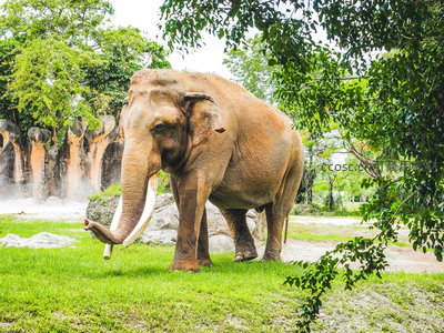 亚洲象在绿茵草地上缓步前行，长鼻卷起草叶，背景林木葱郁