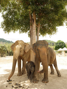 三头亚洲象母子在树荫下休憩，自然和谐的野生动物亲情瞬间