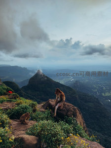 山巅猕猴静观云海缭绕，远眺层峦叠嶂与蜿蜒河谷