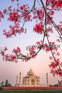 粉红花枝前景框景泰姬陵，晨光柔照大理石穹顶，春意盎然