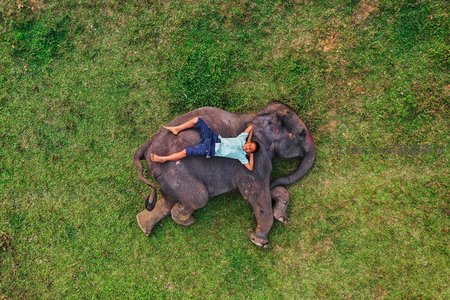 航拍视角下男孩躺卧大象背部休憩，人象和谐共处的田园牧歌画面