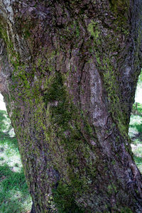 树干特写：苍劲树皮裂纹间青苔蔓延，自然生命力细节之美