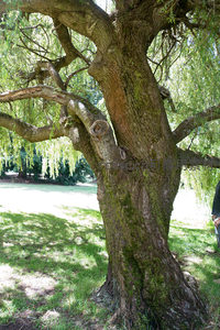 古老垂柳树干特写，青苔斑驳，枝条低垂绿意盎然