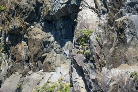 垂直岩壁上的植被孤岛，地质褶皱与绿色生机的和谐共存