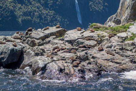 海狮群栖息于礁石平台，背景瀑布与森林构成绝美生态画卷