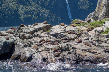 海狮群栖息于峡湾岩岸，背景瀑布飞泻入海，自然生态和谐共生