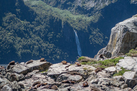 航拍视角下海狮群聚岩滩，远山瀑布如银练垂落，野性之美尽显