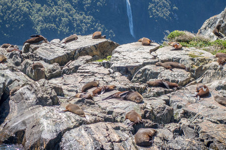 阳光洒落岩礁，海狮集体午睡，背景高山瀑布映衬原始峡湾秘境