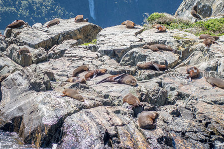 密集海狮群占据峡湾岩台，远眺飞瀑穿林而下，生态多样性生动呈现