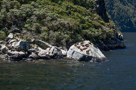 海狮群栖息礁石之上，碧海青山环绕静谧港湾