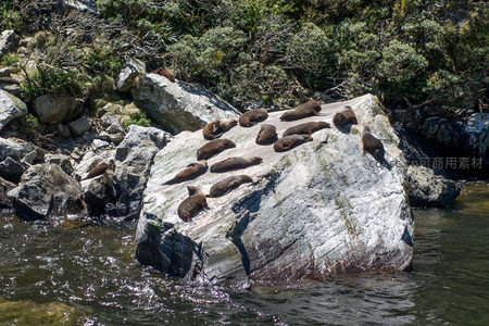 一群海狮在阳光下的岩礁上休憩晒太阳