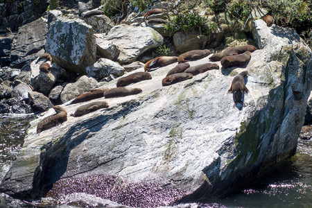 海狮群栖息于潮间带巨石，波光粼粼映衬生机