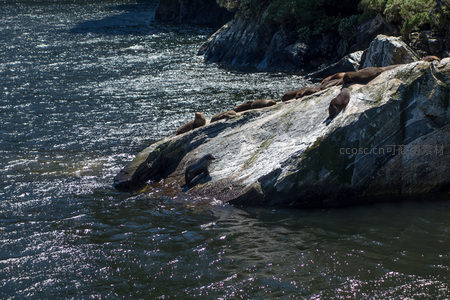 单只海狮攀爬湿滑岩壁，同伴静卧高处观望
