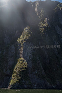 陡峭岩壁上的生命绿洲：苔藓与蕨类顽强攀附千仞绝壁