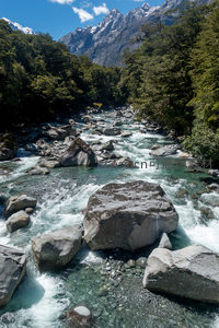 雪山脚下原始森林环绕激流河谷，巨石静卧碧水中央