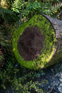 断木横卧林间，年轮清晰可见，鲜绿苔藓覆盖切面如翡翠盘