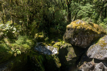 苔藓覆盖巨石与溪流穿行的原始森林秘境