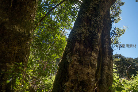 仰拍古树苍劲树干覆满苔藓地衣，绿叶映衬蓝天