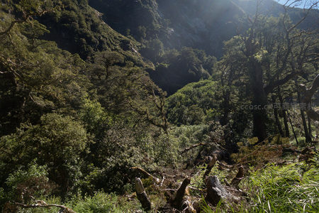 山谷密林深处光影交错，残桩断木诉说生态演替故事