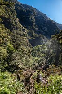 陡峭山崖下林海葱郁，断木新芽昭示生命轮回不息