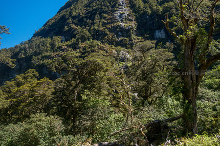陡峭岩壁与层叠森林构成的壮丽山景特写