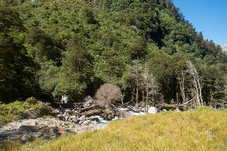 溪流穿行林间河谷，倒木与野草交织的生态走廊