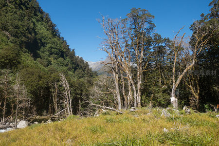 枯立乔木群立于草甸边缘，远山雪峰隐约可见