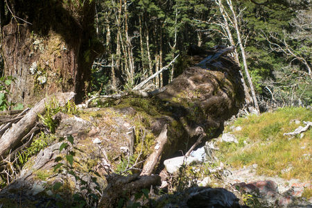 倒伏巨木覆满苔藓，静卧于原始森林林床之上