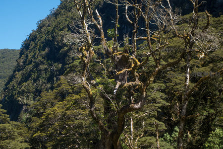 苔藓缠绕的古老乔木矗立山谷，远山层叠葱郁