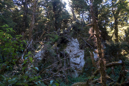 阳光穿透原始森林，苔藓覆盖的岩壁与枯枝交织成自然画卷