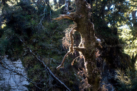 古树残躯沐光而立，虬枝如爪缠绕苔藓，背景山崖苍翠幽深