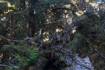 巨木横卧林间，藤蔓缠绕朽木，阳光穿透层叠树冠洒落斑驳光影