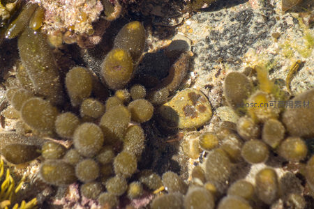 潮间带海藻群落微距特写，黄绿色囊状体附着于礁石表面