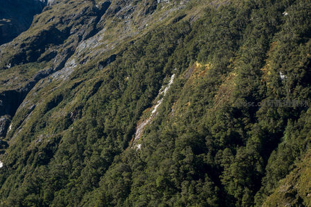 密林覆盖的山坡航拍图，溪流痕迹蜿蜒于岩壁间，生机盎然