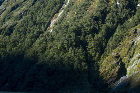 航拍新西兰峡湾陡峭山壁与茂密森林交界景观