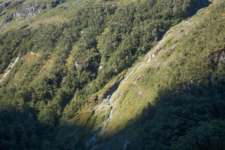 森林与岩壁交界处溪流蜿蜒而下，绿意盎然中透出野性力量