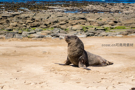 海狮悠卧沙滩仰望蓝天，潮间带礁石遍布苔藓