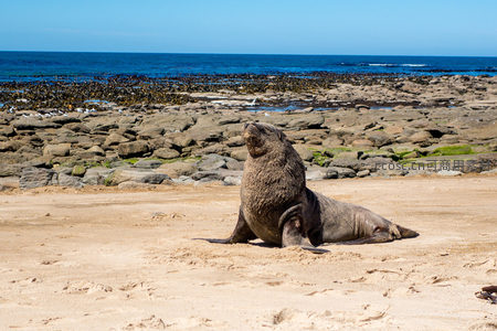 海狮仰首望天，沙滩上休憩于海藻丛中，背景是蔚蓝海洋与礁石