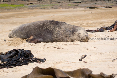 熟睡海狮卧于细沙，海藻环绕，呈现宁静祥和的海岸休憩场景