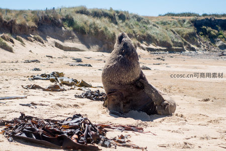 海狮后肢支撑坐立，前爪轻抚身体，沙丘草坡映衬其雄壮姿态