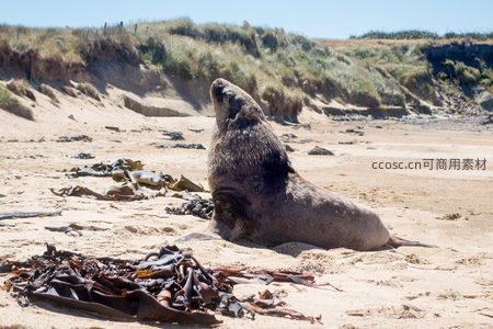 海狮昂首警觉环顾四周，沙岸海藻遍布，展现野生种群的警惕本能